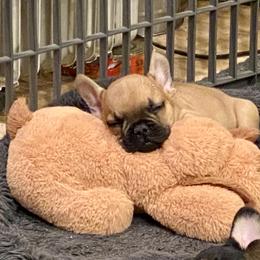 French Bulldog Puppies from Knollridge Frenchies