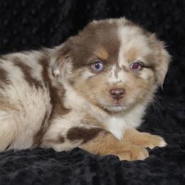 Boy 2 - Red merle Miniature Australian Shepherd puppy in Paris, Texas from Kuttin’ Up Mini Aussies