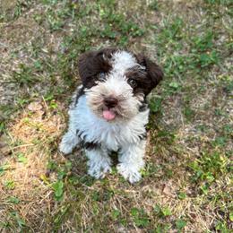Lillian - Parti female Miniature Schnauzer puppy in Clover, South Carolina from Bobo’s Babies Kennels