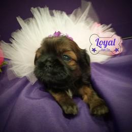 Shih Tzu Puppies from Loyal Shih Tzu