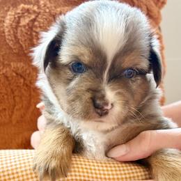 Merle - Blue merle male Toy Australian Shepherd puppy in Covington, Louisiana from Corner Oak Aussies