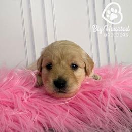 Natasha - White female Companion Cross puppy in Utah County, Utah from Big Hearted Breeders