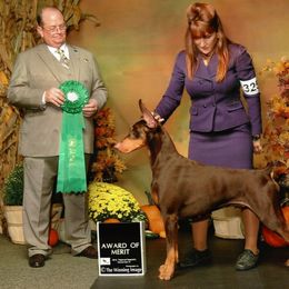Doberman Pinscher All Grown Up from Kettle Cove Dobermans