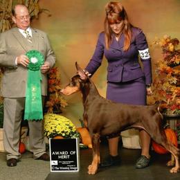 Doberman Pinscher All Grown Up from Kettle Cove Dobermans