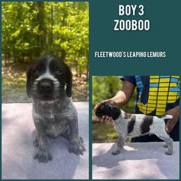 German Wirehaired Pointer Puppies from Vom Fleetwood