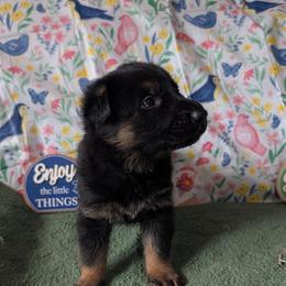 Light blue - Bi-color male German Shepherd puppy in Motley, Minnesota from Von Thomson Haus