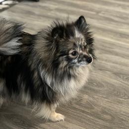 Boujie - Pomeranian