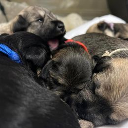 Miniature Schnauzer Puppies from S & S Miniature Schnauzer