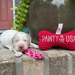Fernando - Cream male Labradoodle puppy in Camden, North Carolina from Oopsie Doodles of NC