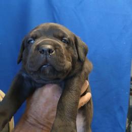 Last born. - Black male Cane Corso puppy in Los Lunas, New Mexico from Top Gun Kennels NM