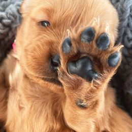 Golden Retrievers from Sweet Like Honey Goldens