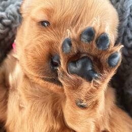 Golden Retrievers from Sweet Like Honey Goldens