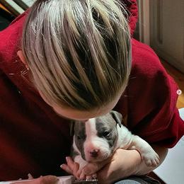 American Bully Puppies from Superstes Guard