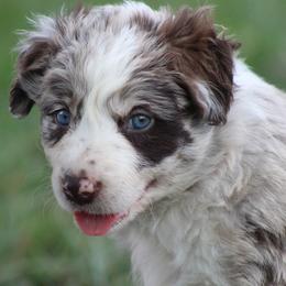 Brave - Red merle male Border Collie puppy in Tylertown, Mississippi from Cool Meadow Farms