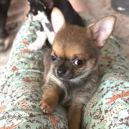 AKC Moose 3800.00 - Black sabled fawn male Chihuahua puppy in Northern, Colorado from Wild Mountain Chihuahuas