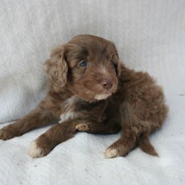 Aussiedoodle Puppies from Loving Doodle