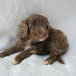 Aussiedoodle Puppies from Loving Doodle