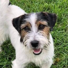Russell Terriers from Bluegrass Russell Terriers