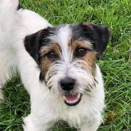 Russell Terriers from Bluegrass Russell Terriers