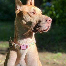 Áine - Great Dane