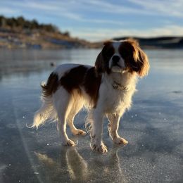 Cavalier King Charles Spaniels from Card’s Cavaliers