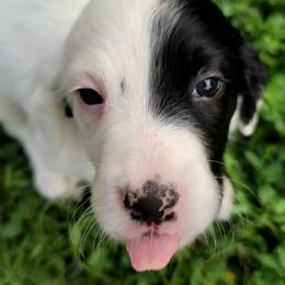 English Setter Puppies from English Setters of the Eyrie