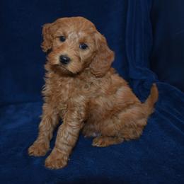 Kermit - Red  male Goldendoodle puppy in Jasper, Indiana from Hilltop Pups LLC