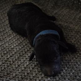 Scallop - Black male Poodle puppy in Veneta, Oregon from Jackalope Poodles