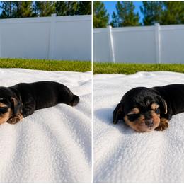 G-2 - Black and tan female Dachshund puppy in Jacksonville, Florida from Rebecca Edwards