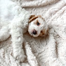 Bash - Cream Goldendoodle puppy in Saint Cloud, Florida from The Dood Effect