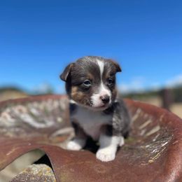 Pembroke Welsh Corgi Puppies from Top-Notch Paws