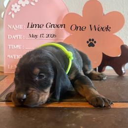Fathers Day Ready Lime Green - Black and tan female Black and Tan Coonhound puppy in Pueblo, Colorado from BT Coonhound