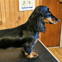 Jade - Dachshund