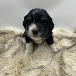 Aussiedoodle Puppies from Deep Creek Mini Aussiedoodles