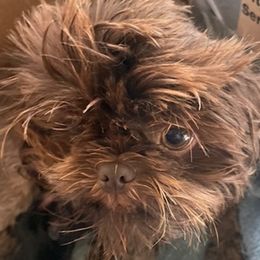 Echo - Shih Tzu