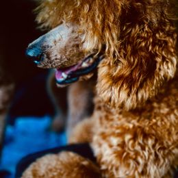 Goldendoodle Puppies from Labradoodleday