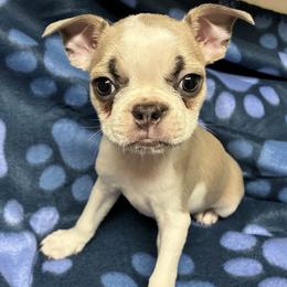 Boy 4 - male Boston Terrier puppy in Corning, California from SB Bostons / Raksha Malinois