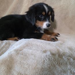 Yasmin - Black tri female Miniature Australian Shepherd puppy in Copperas Cove, Texas from Hidden Leaf Aussies