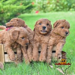 Goldendoodle Puppies from OodlesODoodles