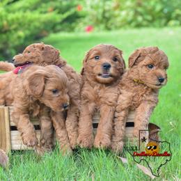 Goldendoodle Puppies from OodlesODoodles