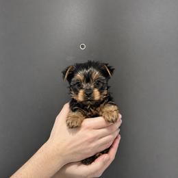Moni - Black and gold female Yorkshire Terrier puppy in Glendale, California from Los Angeles Teacup Yorkie