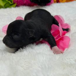 Girl 1 - female Chihuahua puppy in Lee Center, New York from Alfheim-Andromeda Chihuahua's (A &A's)
