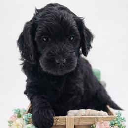 Teal - Black female Goldendoodle puppy in Byron, Georgia from Southern Olive Doodles 🫒