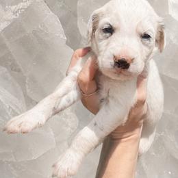 Gypsum - White and black male Dalmatian puppy in Bremen, Georgia from Clark’s Dalmatians