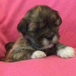 Dove - Brindle female Lhasa Apso puppy in Albany, Georgia from Clark's Lhasas
