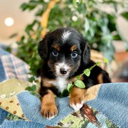 Bernina - Black tri-color female Assorted Doodle Crosses puppy in Randolph, Utah from Dry Canyon Pups