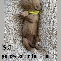 Isla - Apricot female Goldendoodle puppy in Inez, Texas from Heavenly H Doodles