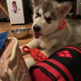 Alaskan Malamute Puppies from Sequoia Timber Malamutes