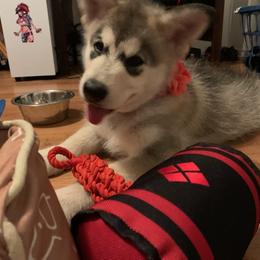Alaskan Malamute Puppies from Sequoia Timber Malamutes