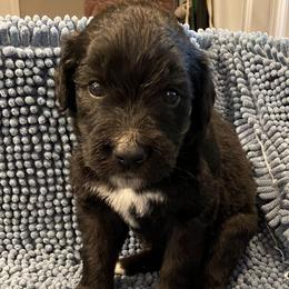 Orange collar - Black and white female Saint Berdoodle puppy in Saint Joseph, Missouri from Home Raised St. Berdoodles